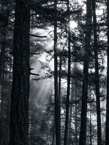 Preview wallpaper forest, trees, light, sun, rays, bw