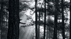 Preview wallpaper forest, trees, light, sun, rays, bw