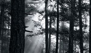 Preview wallpaper forest, trees, light, sun, rays, bw