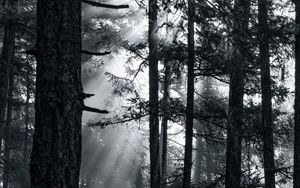 Preview wallpaper forest, trees, light, sun, rays, bw