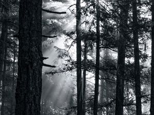 Preview wallpaper forest, trees, light, sun, rays, bw