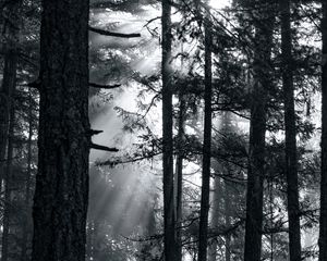 Preview wallpaper forest, trees, light, sun, rays, bw