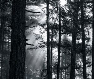 Preview wallpaper forest, trees, light, sun, rays, bw