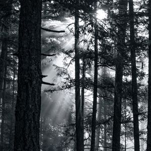 Preview wallpaper forest, trees, light, sun, rays, bw