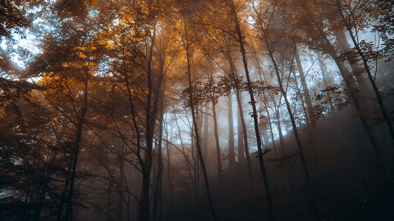 Wallpaper forest, trees, light, nature, landscape
