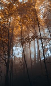 Preview wallpaper forest, trees, light, nature, landscape