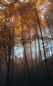 Preview wallpaper forest, trees, light, nature, landscape