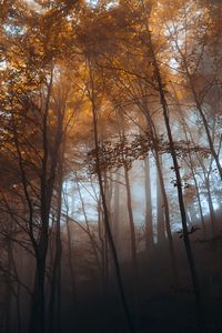 Preview wallpaper forest, trees, light, nature, landscape