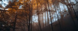 Preview wallpaper forest, trees, light, nature, landscape