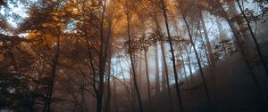Preview wallpaper forest, trees, light, nature, landscape
