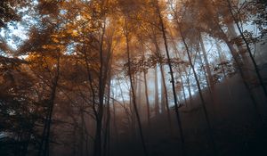 Preview wallpaper forest, trees, light, nature, landscape