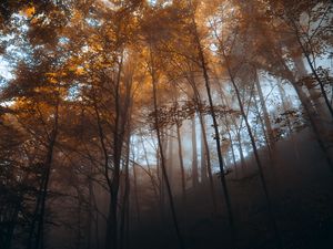 Preview wallpaper forest, trees, light, nature, landscape