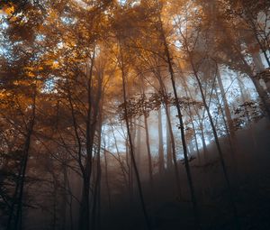 Preview wallpaper forest, trees, light, nature, landscape