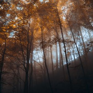 Preview wallpaper forest, trees, light, nature, landscape