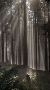 Preview wallpaper forest, trees, light, rays, nature