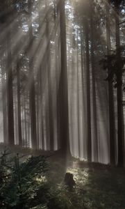 Preview wallpaper forest, trees, light, rays, nature