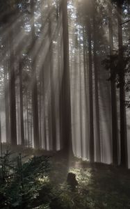 Preview wallpaper forest, trees, light, rays, nature