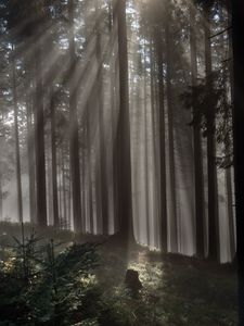 Preview wallpaper forest, trees, light, rays, nature