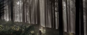 Preview wallpaper forest, trees, light, rays, nature