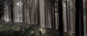 Preview wallpaper forest, trees, light, rays, nature
