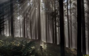 Preview wallpaper forest, trees, light, rays, nature