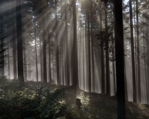 Preview wallpaper forest, trees, light, rays, nature