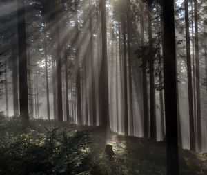 Preview wallpaper forest, trees, light, rays, nature