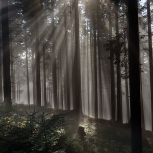 Preview wallpaper forest, trees, light, rays, nature