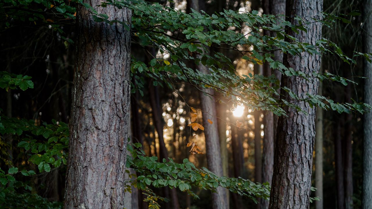 Wallpaper forest, trees, light, nature