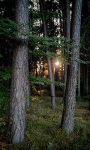 Preview wallpaper forest, trees, light, nature