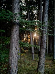 Preview wallpaper forest, trees, light, nature