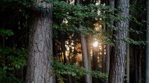 Preview wallpaper forest, trees, light, nature