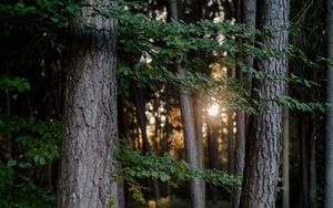 Preview wallpaper forest, trees, light, nature
