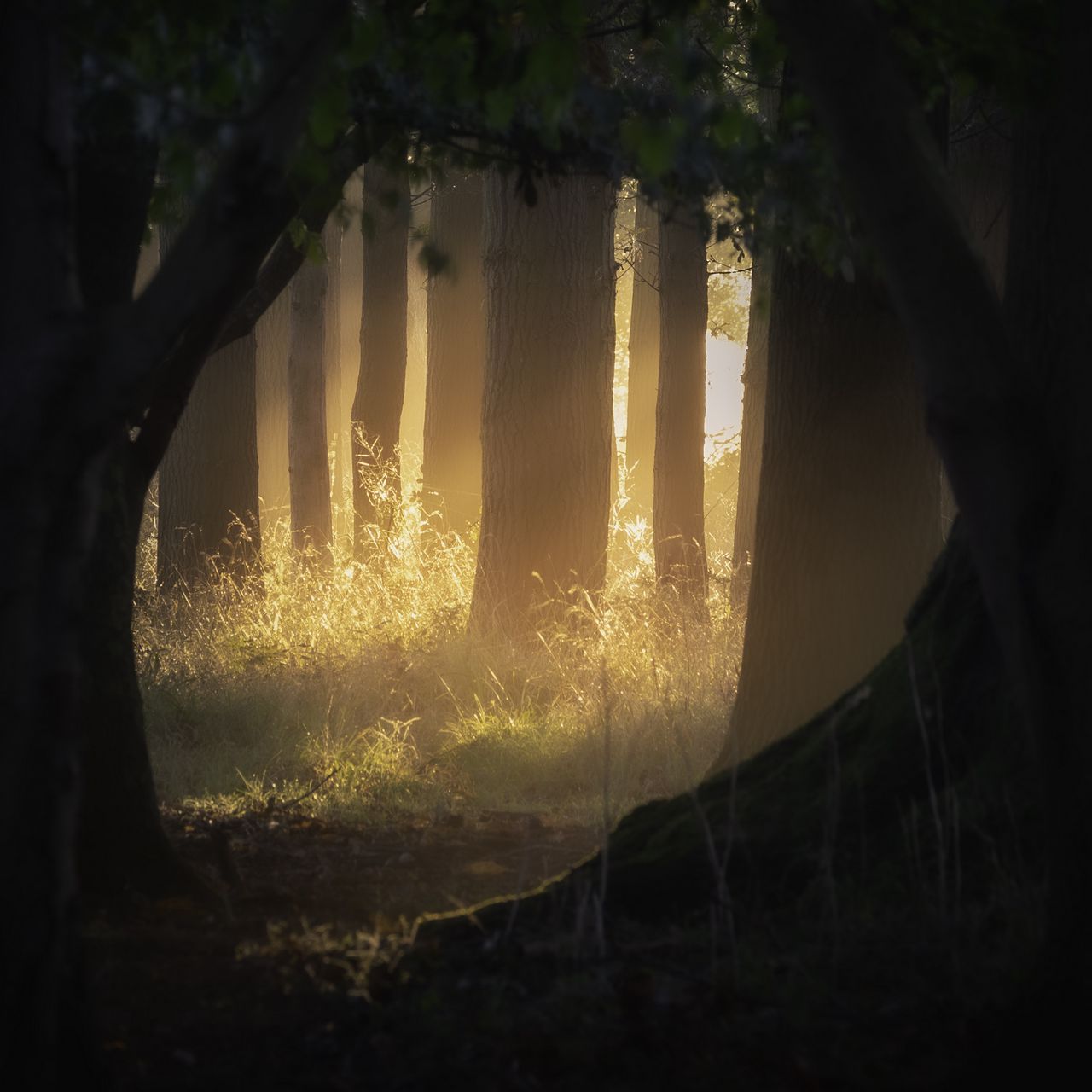 Tree of light. Колодец в туманном лесу. Картинки на рабочий стол лето природа животные. Обои на рабочий стол Луч света. Ray туман.