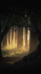 Preview wallpaper forest, trees, light, rays, fog, nature