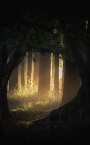 Preview wallpaper forest, trees, light, rays, fog, nature