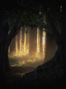 Preview wallpaper forest, trees, light, rays, fog, nature