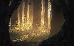 Preview wallpaper forest, trees, light, rays, fog, nature