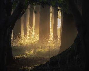 Preview wallpaper forest, trees, light, rays, fog, nature