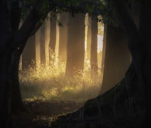 Preview wallpaper forest, trees, light, rays, fog, nature