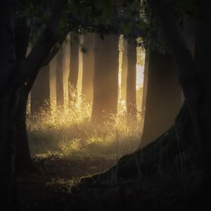 Preview wallpaper forest, trees, light, rays, fog, nature