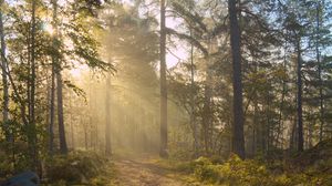 Preview wallpaper forest, trees, light, road, nature