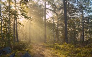Preview wallpaper forest, trees, light, road, nature