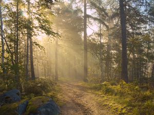 Preview wallpaper forest, trees, light, road, nature