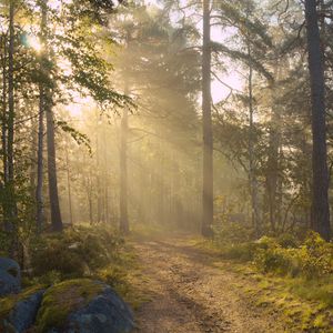 Preview wallpaper forest, trees, light, road, nature