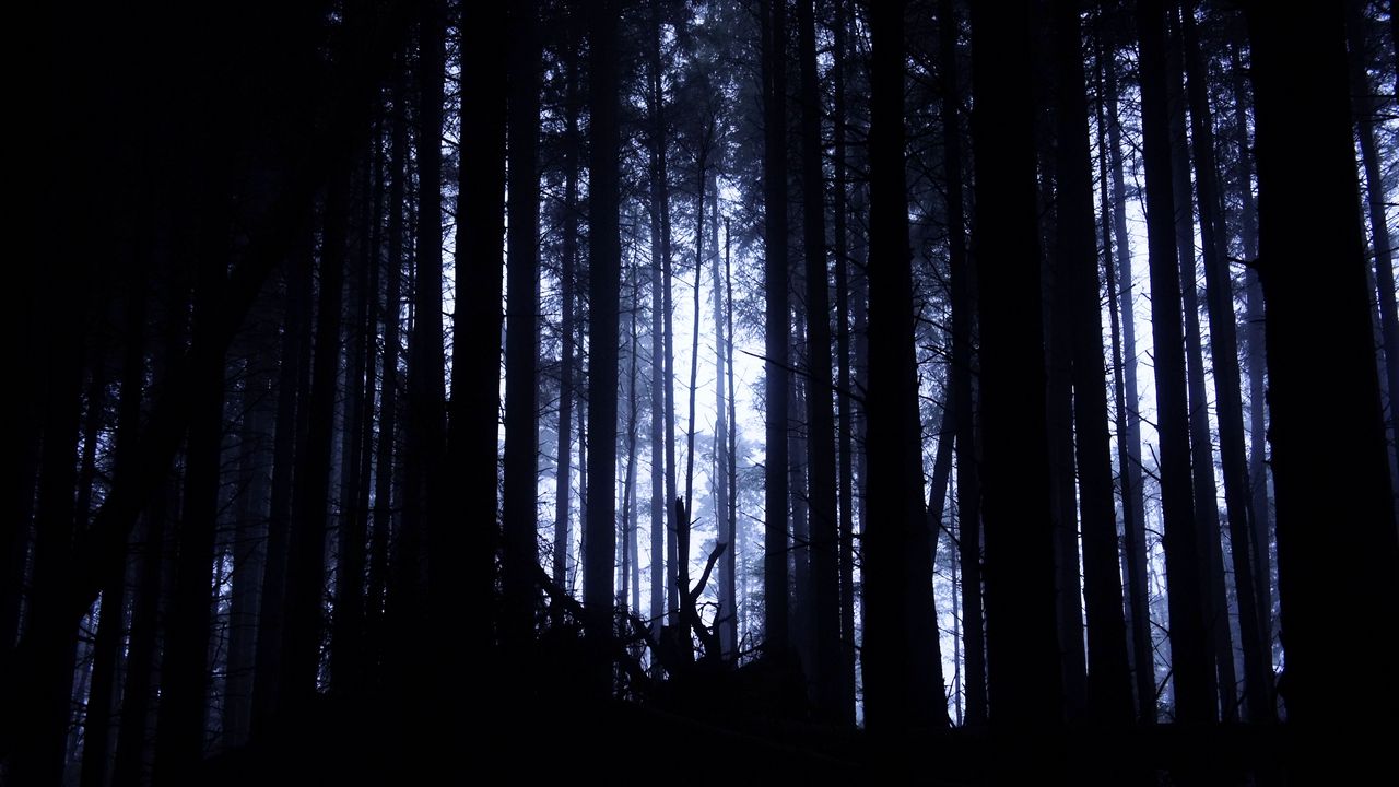 Wallpaper forest, trees, light, dark