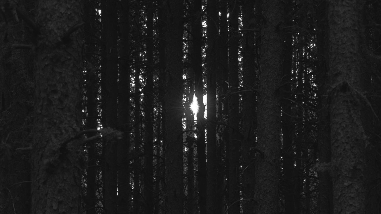 Wallpaper forest, trees, light, darkness