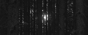 Preview wallpaper forest, trees, light, darkness