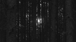 Preview wallpaper forest, trees, light, darkness
