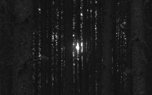 Preview wallpaper forest, trees, light, darkness